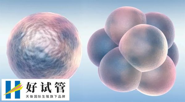 供卵试管成功率高