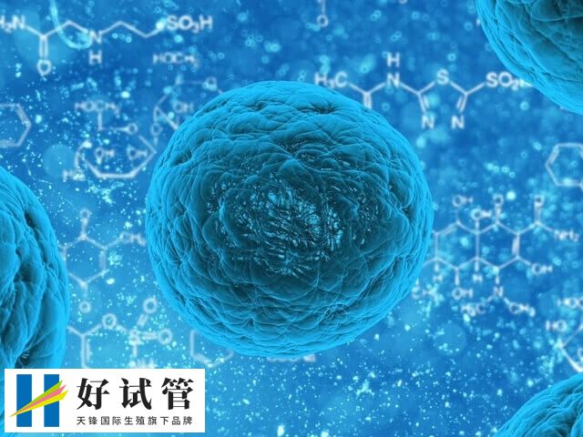 4AC胚胎滋养层细胞数量稀少