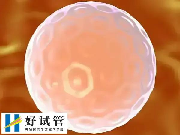 C级胚胎的移植成功率通常较低