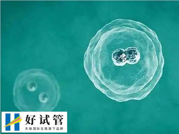 囊胚移植后的成功率通常较高