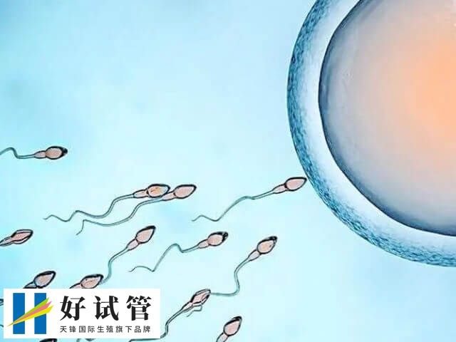 取卵和取精最好在同一天进行