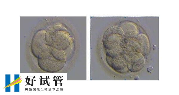优质胚胎和普通胚胎