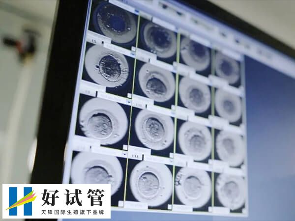 四级胚胎仍有潜在发育能力