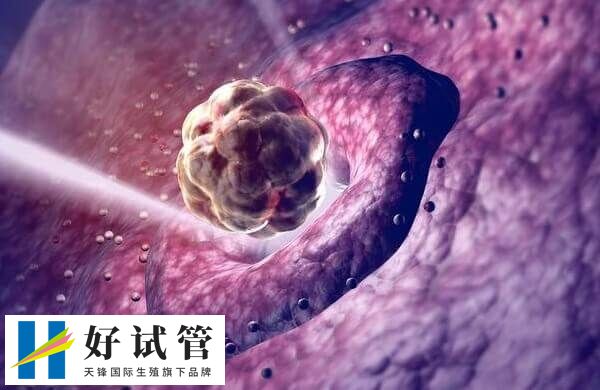 5cb囊胚不是优质胚胎