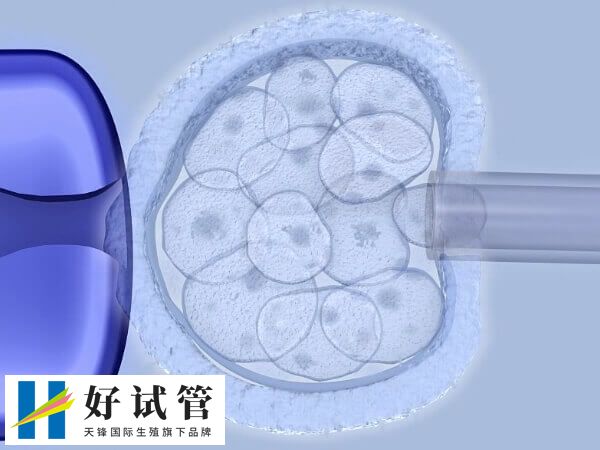 囊胚移植后最迟七天着床