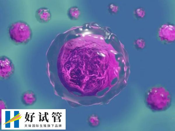 胚胎质量的好坏与未来孩子健康没有直接关系